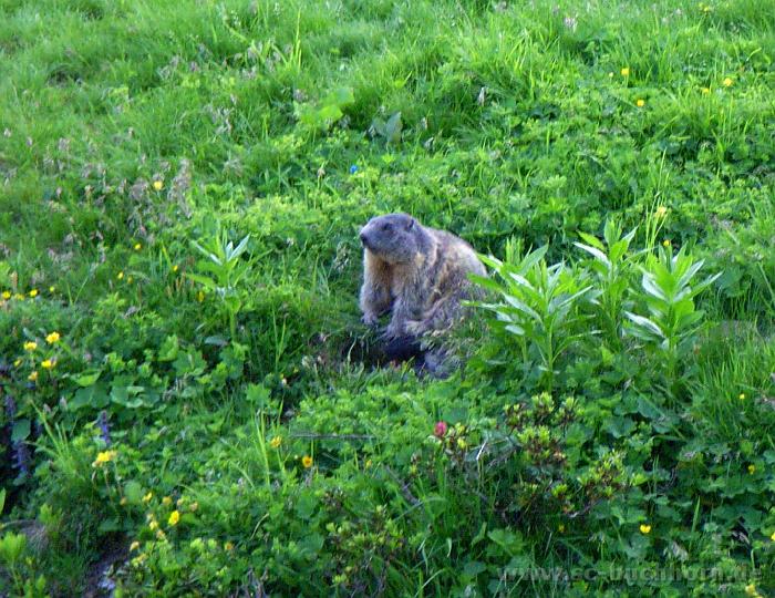 MW08_27.JPG - "Karle" hinterm Haus